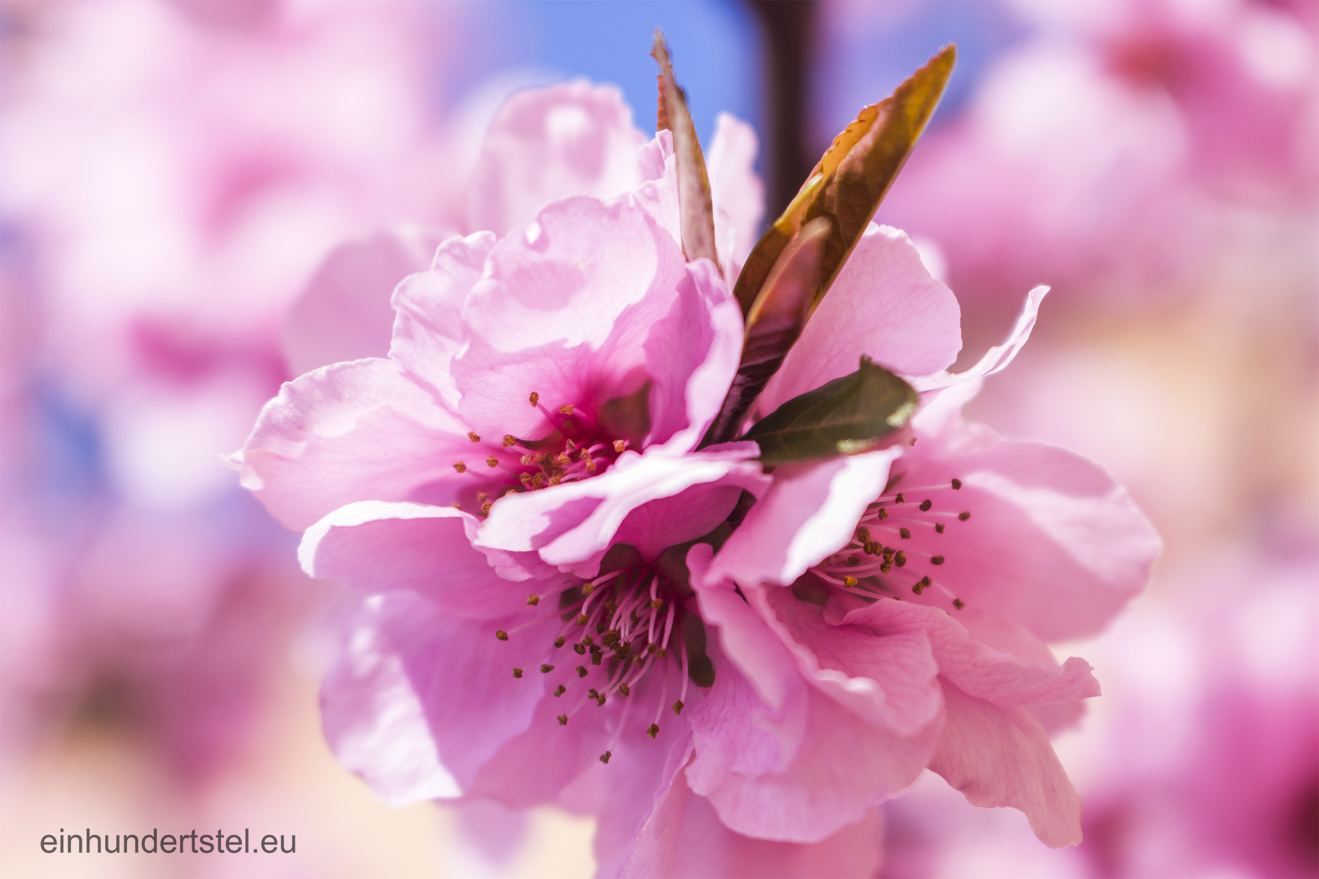 Wunderschöne Blumen - einhundertstel