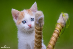 Babykatzen-von-Elli-7-Wochen120718_023
