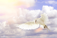 Barney_Himmel