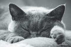 Bella_schlafend_eh1_03_2018_020_klein