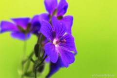 Blume3