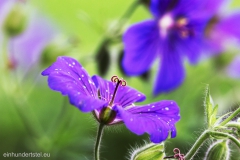 Blume4