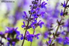 Blume5