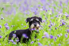 Dusty in der Wiese