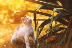 EH1_KaterchenLook-1