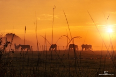 EH1_Pferdekoppel_Sonnenaufgang1-Kopie