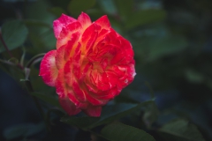 EH1_Rose1