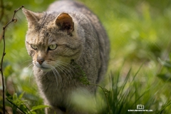Wildkatze