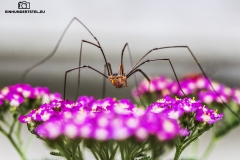 Spinne7