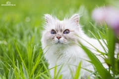 Tavi im Garten