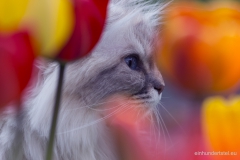 Tavi mit Tulpen