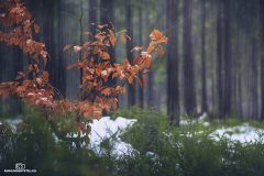 bäumchen_regen2