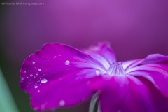 Lila Blüte