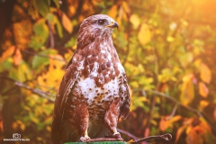 falcon_artwork