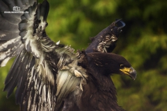 Adler bei der Landung