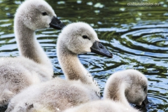 3 Schwanenjunge