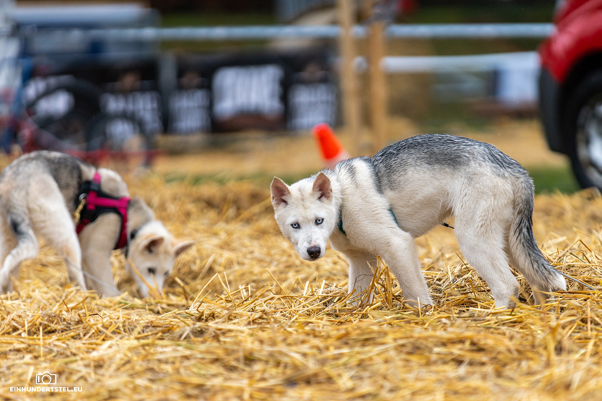 Kleine Hundwelpen im Musher Camp beim Baltic Lights Fest.