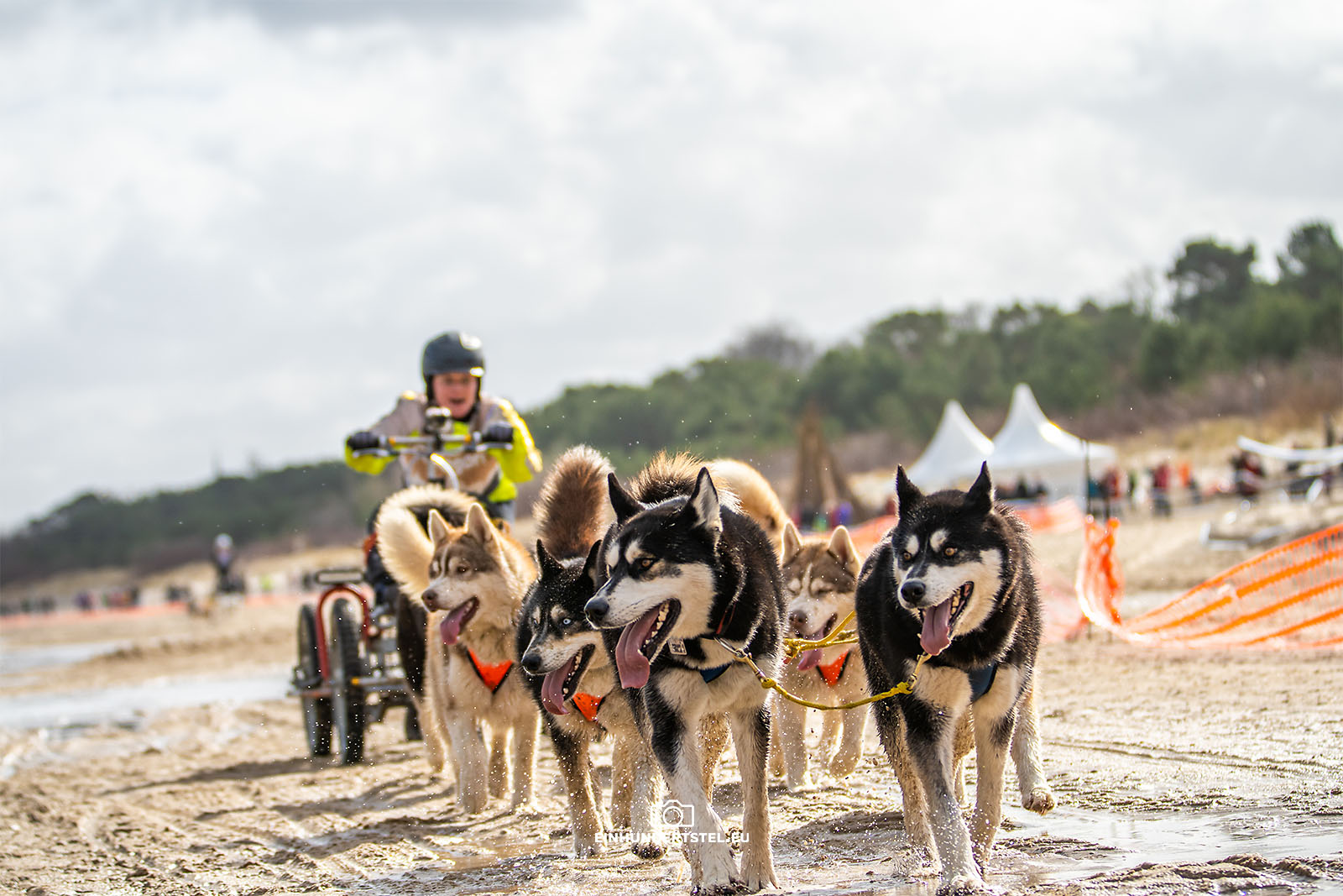 Schlittenhundewagen beim Baltic Lights Fest am Strand.
