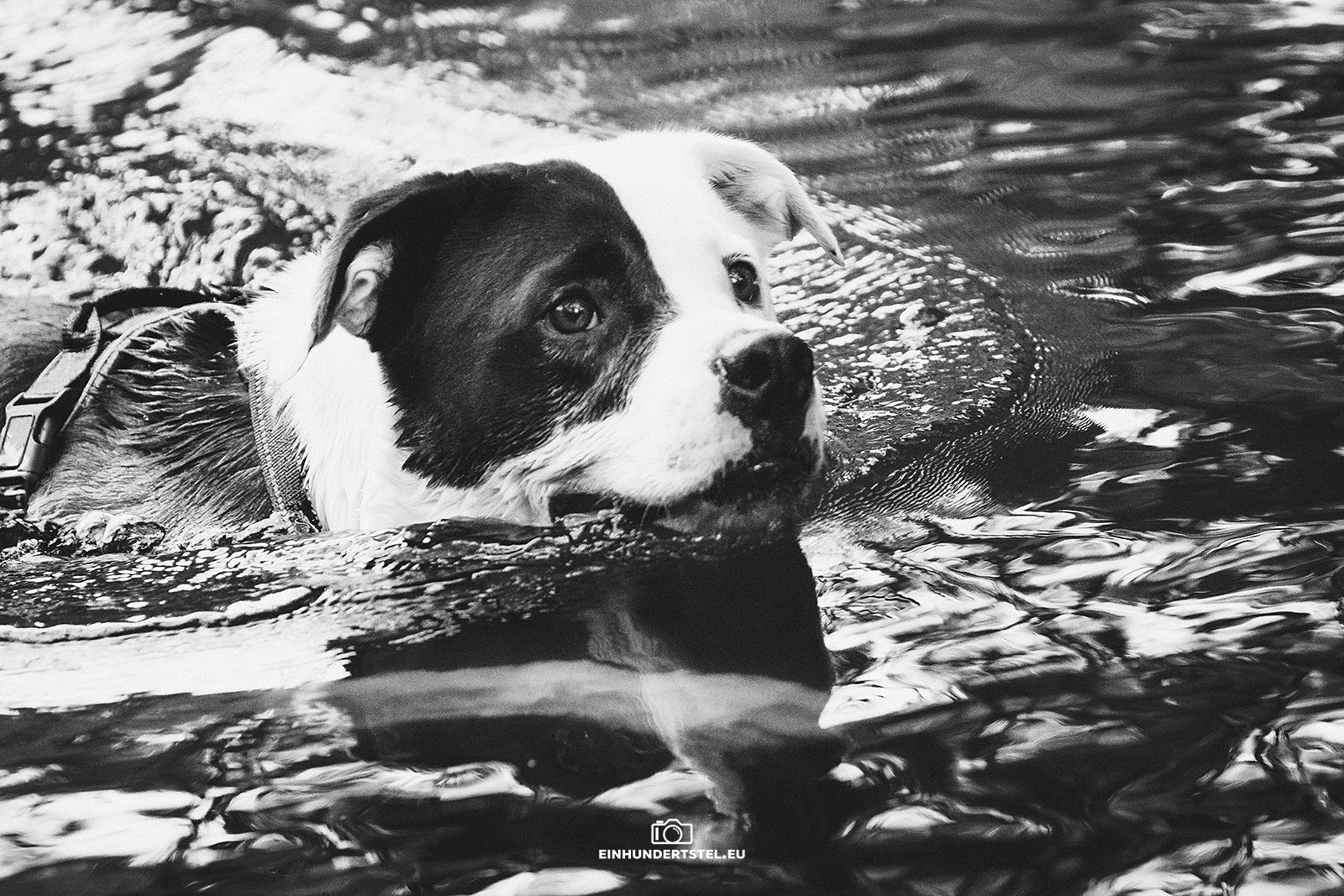 Hund Duke beim baden. Nahaufnahme